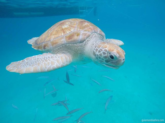 Tartarugas em Barbados no Caribe