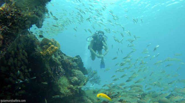 mergulho-peixes4-min-650x363 Snorkel e mergulho em Barbados: fotos que vão te encantar mergulho-peixes4-min-650x363 Snorkel e mergulho em Barbados: fotos que vão te encantar