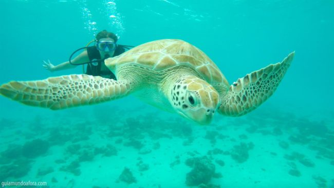 mergulho-tartarugas-min-650x366 Snorkel e mergulho em Barbados: fotos que vão te encantar mergulho-tartarugas-min-650x366 Snorkel e mergulho em Barbados: fotos que vão te encantar