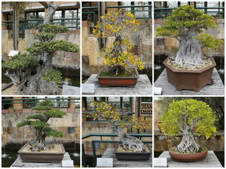 bonsai no Jardim botânico de Cape Town