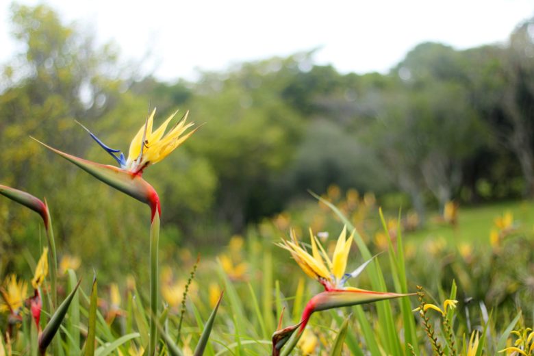 estrelícia no Jardim botânico de Cape Town