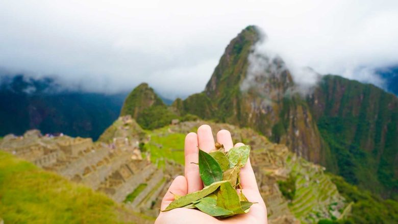folhas de coca em Machu Picchu